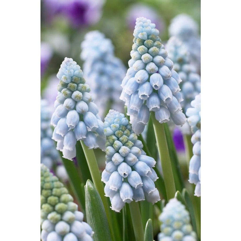 Armenisk pärlhyacint-Muscari armeniacum 'Valerie Finnis' 20-pack